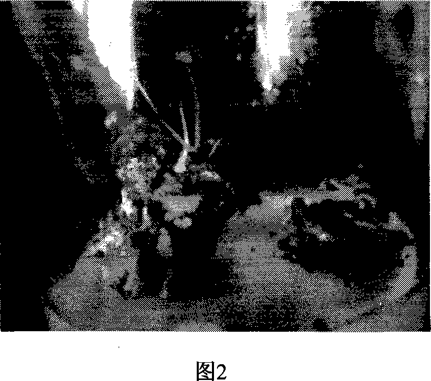 Method for carrying out taking off poison and quick breeding by using strawberry anther