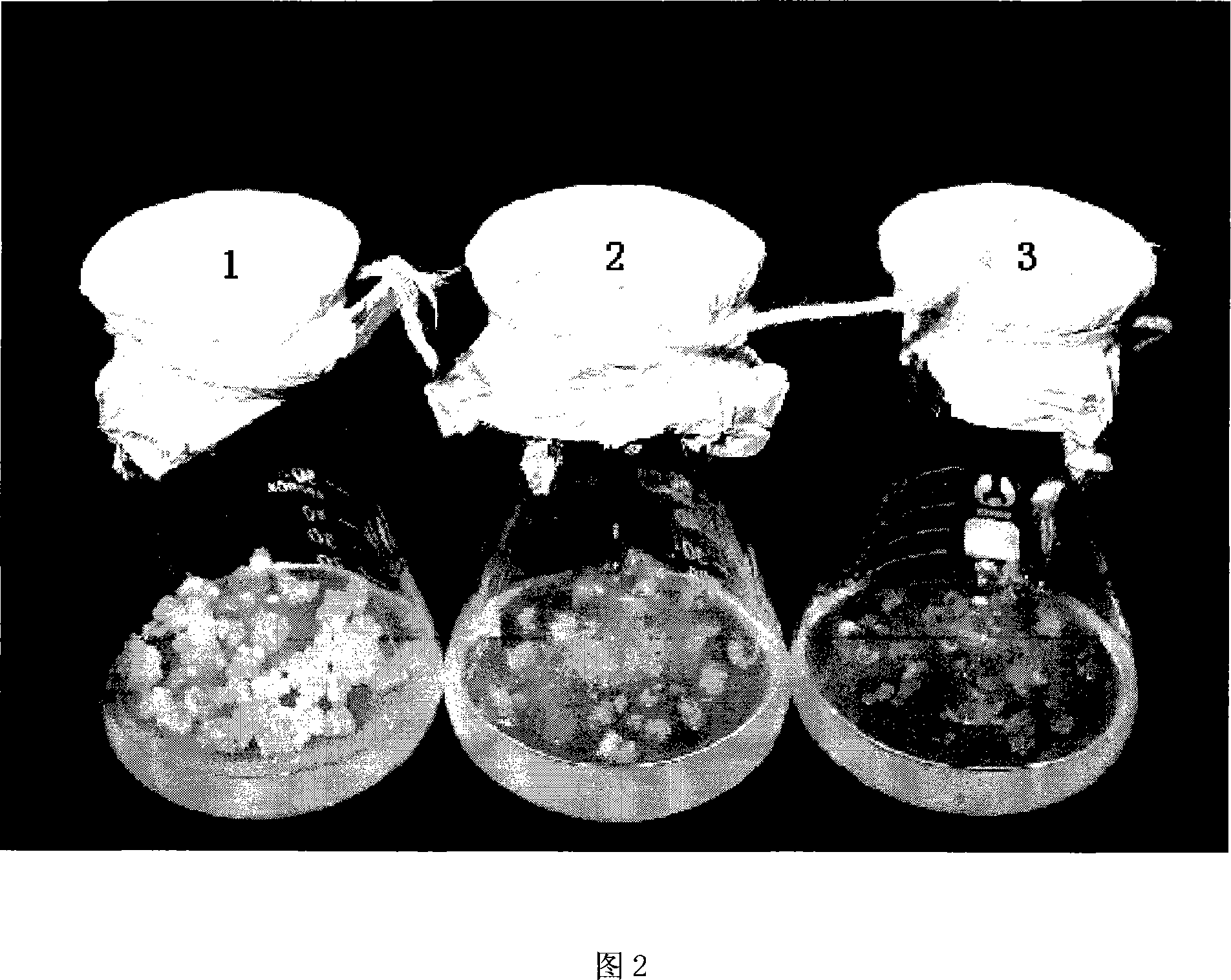 Reed gamma-glutamyl cysteine synthetase gene PcGCS and its application