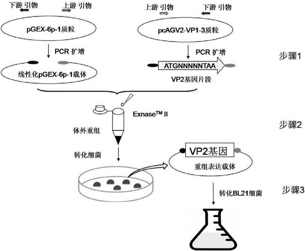 AGV2 (avian gyrovirus 2) type soluble VP2 (viral protein 2) and preparation method thereof