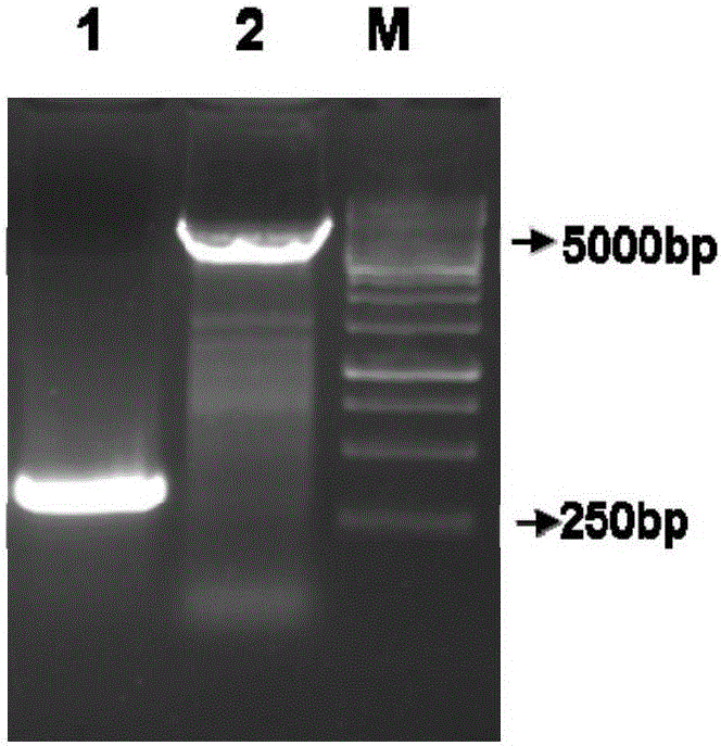 AGV2 (avian gyrovirus 2) type soluble VP2 (viral protein 2) and preparation method thereof