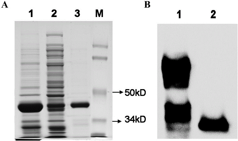 AGV2 (avian gyrovirus 2) type soluble VP2 (viral protein 2) and preparation method thereof