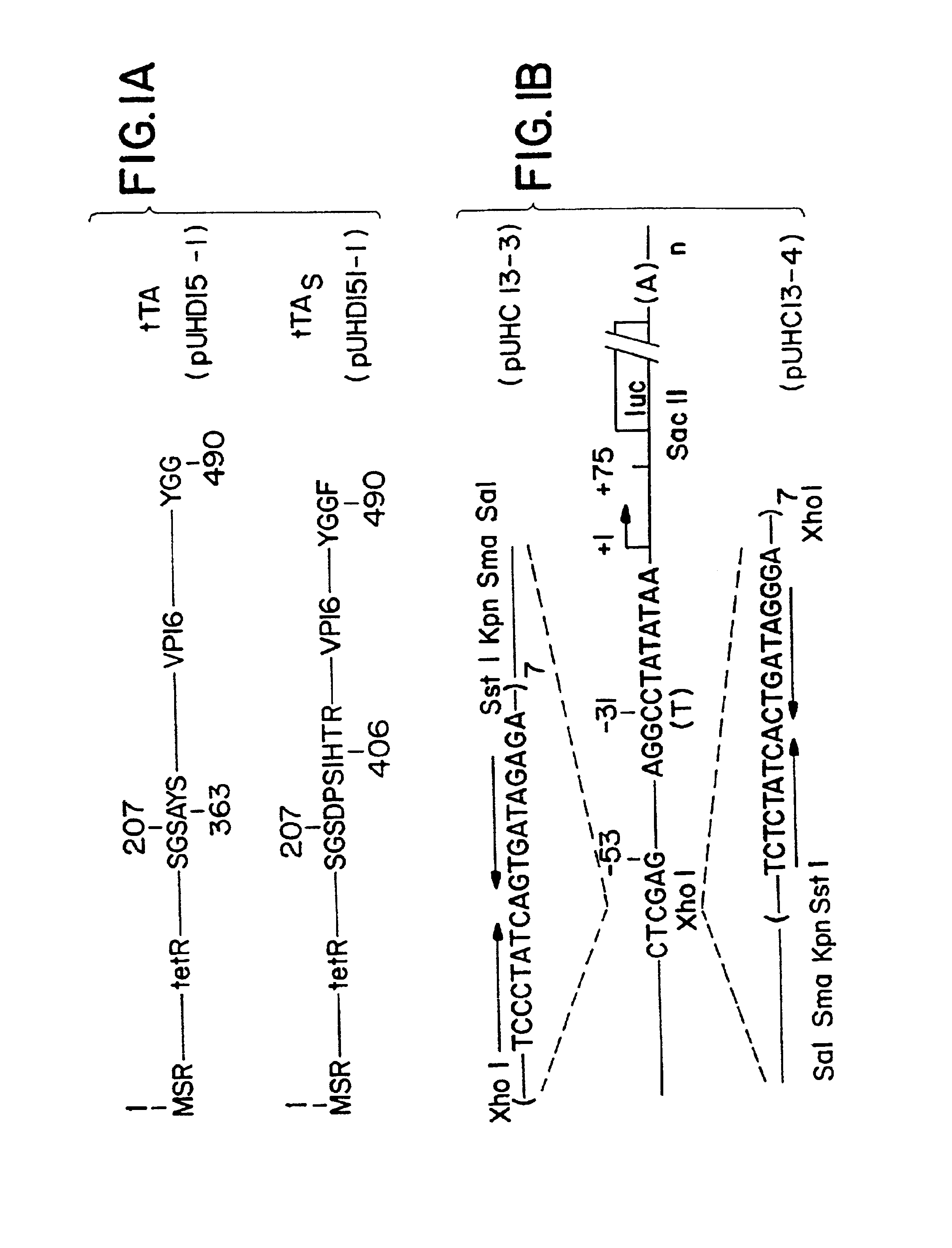 Tetracycline-regulated transcriptional activator fusion proteins