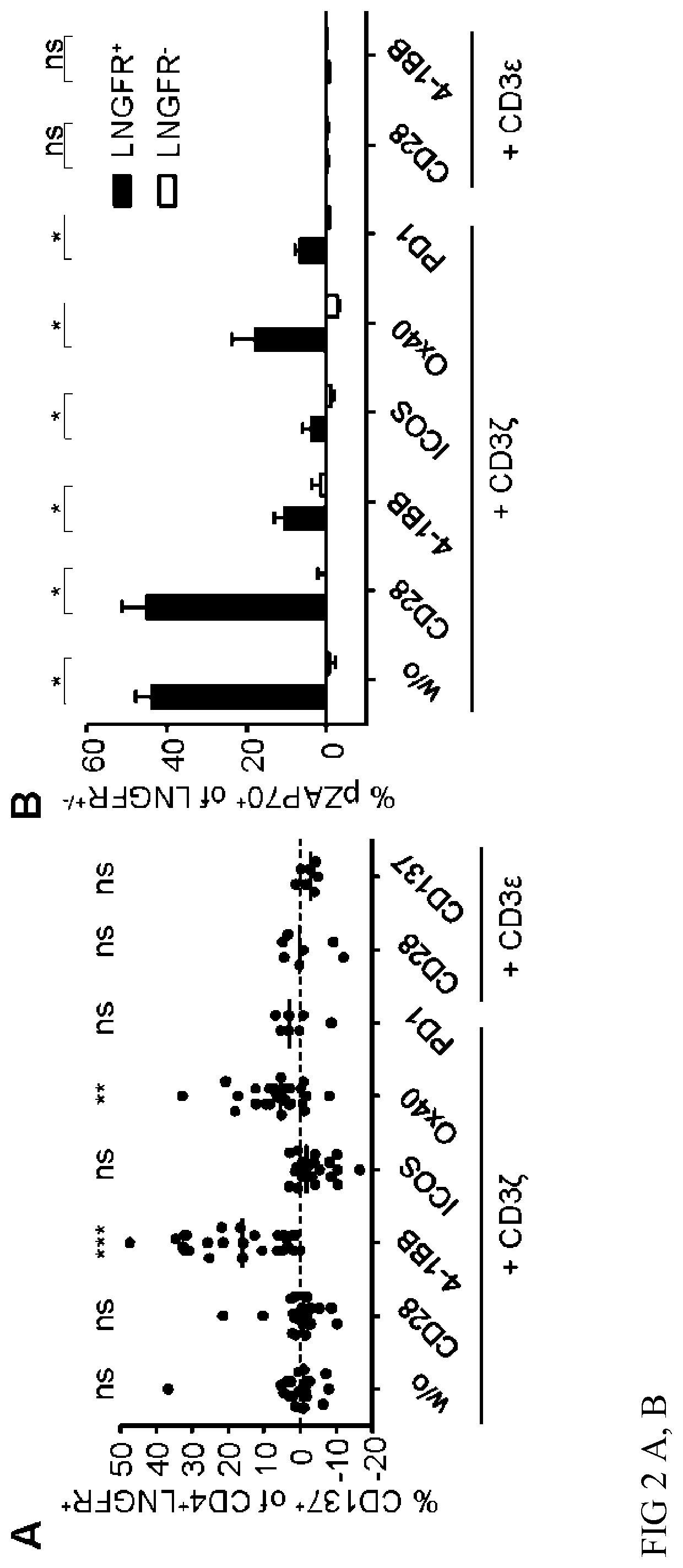 Regulatory T Cell Expressing a Chimeric Antigen Receptor