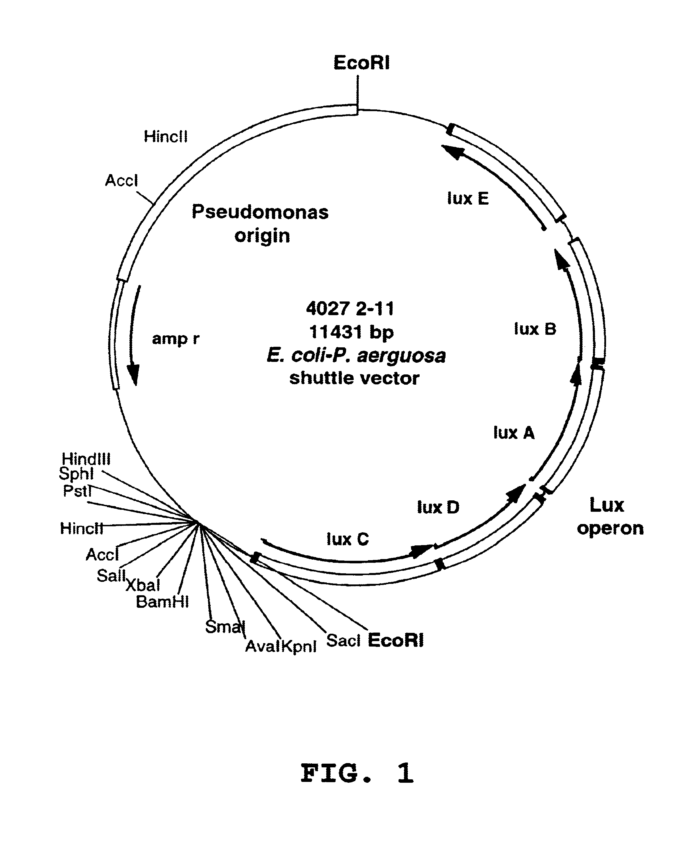 Animal models and methods for sepsis