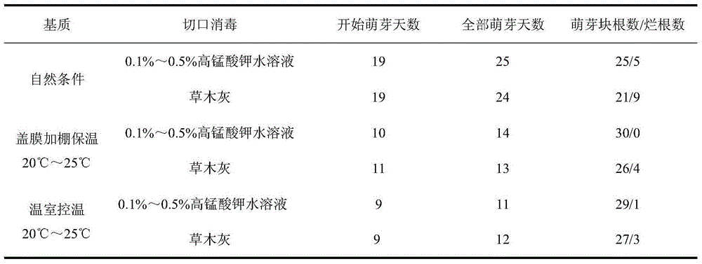 Trichosanthes tuber seedling culturing technology