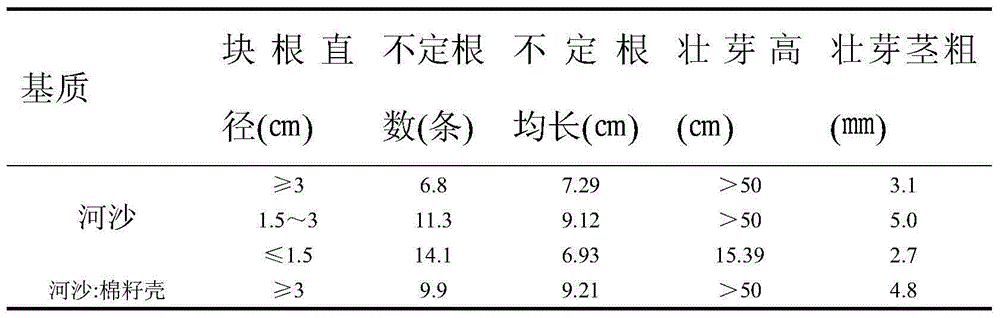 Trichosanthes tuber seedling culturing technology