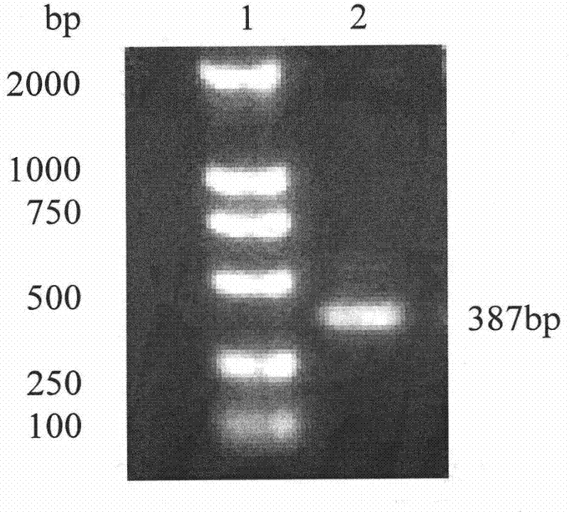 Antihuman Her2 monoclonal antibody hybridoma cell lines, monoclonal antibody, reagent kit and uses thereof