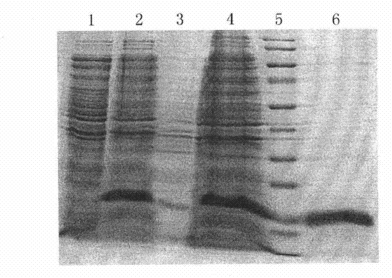 Antihuman Her2 monoclonal antibody hybridoma cell lines, monoclonal antibody, reagent kit and uses thereof