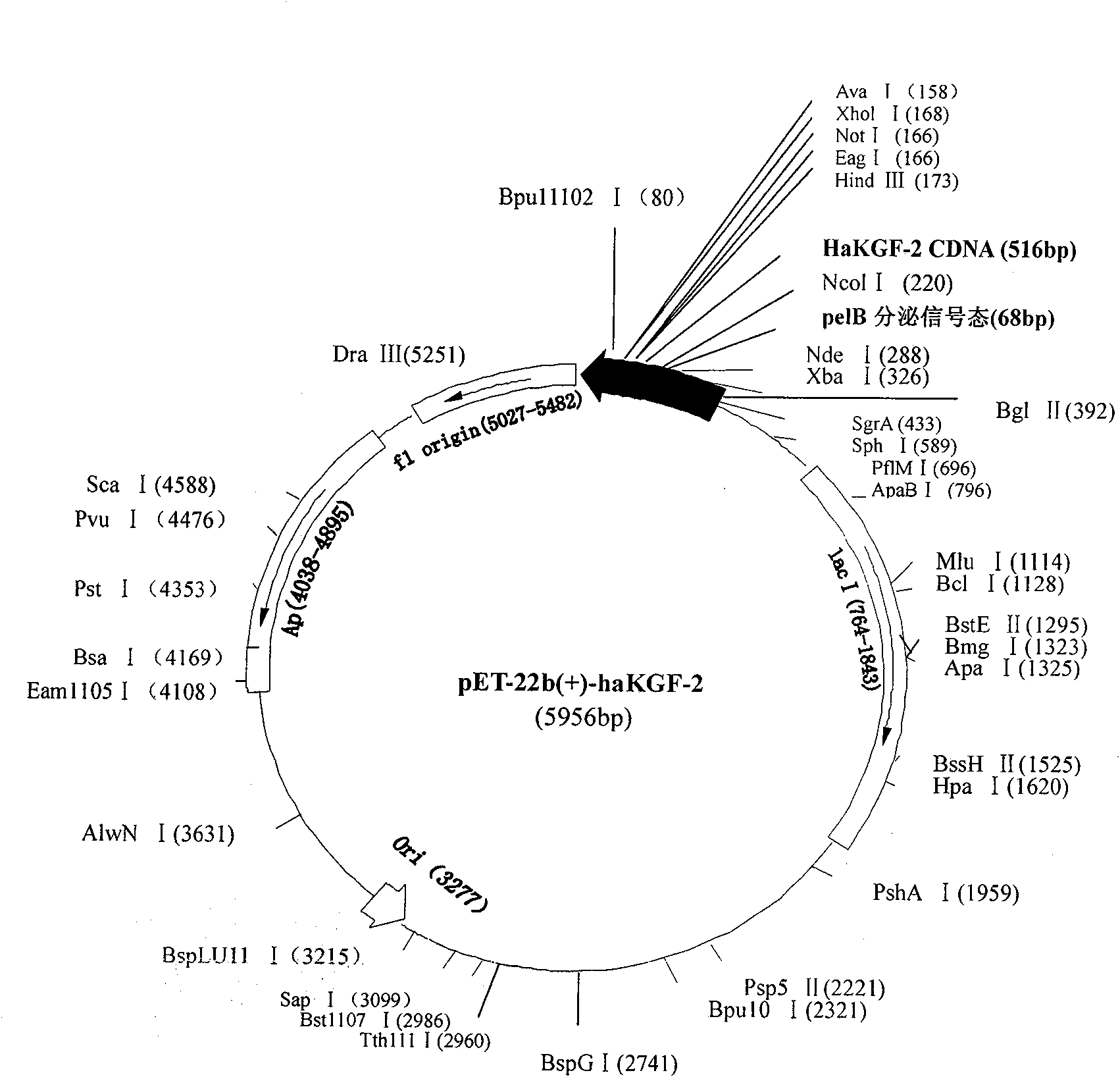 Method for preparing recombinant human keratinocyte growth factor-2 by secretion expression