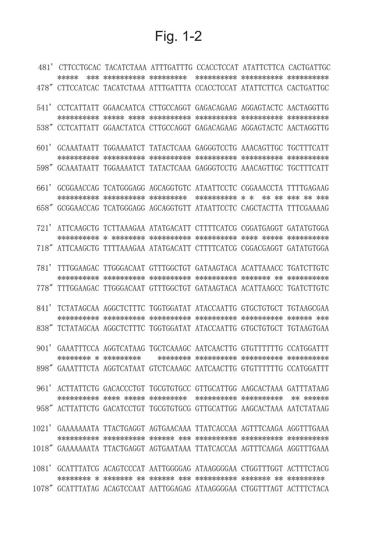 Protein having glycoalkaloid biosynthetic enzyme activity and gene encoding the same