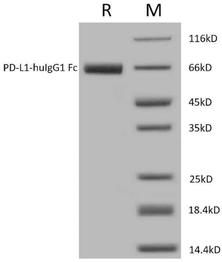 Bifunctional antibody for relieving immunosuppression in tumor immune microenvironment as well as application and preparation method of bifunctional antibody