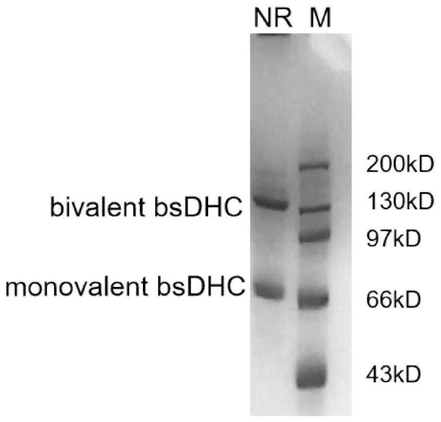 Bifunctional antibody for relieving immunosuppression in tumor immune microenvironment as well as application and preparation method of bifunctional antibody