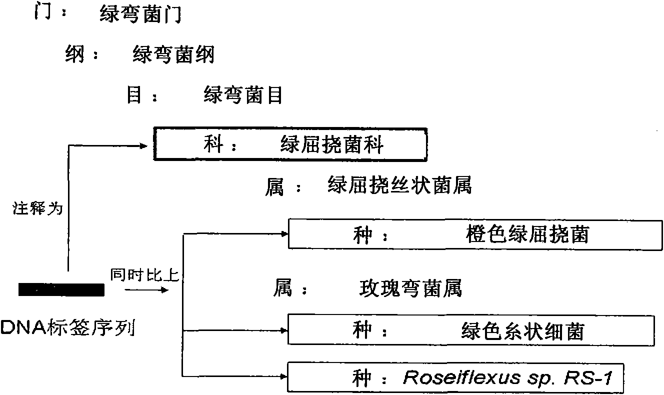 Environmental microorganism detection method and system