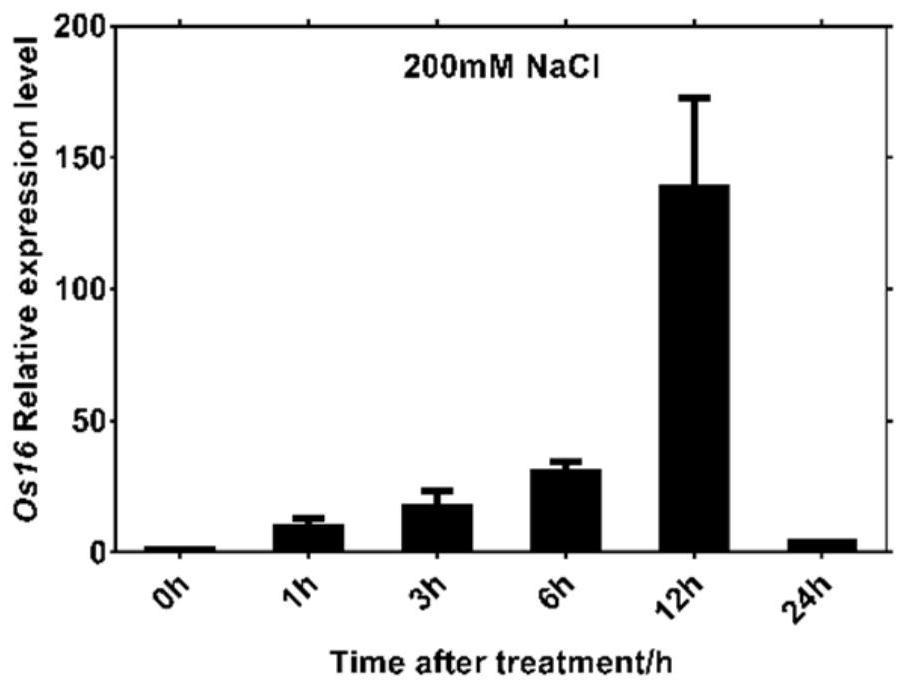 Rice salt stress-related gene os16 and its encoded protein and application