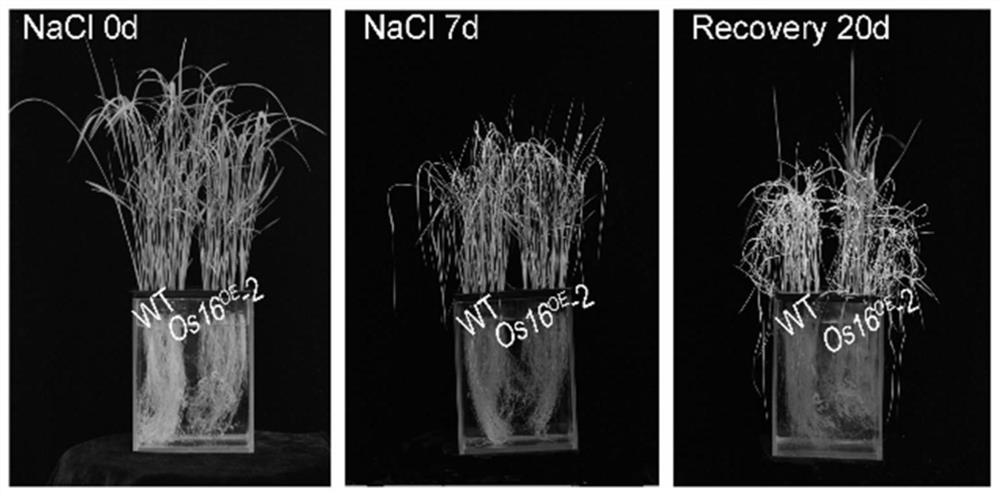 Rice salt stress-related gene os16 and its encoded protein and application