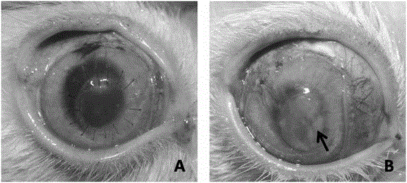 A kind of preparation method of decellularized cornea