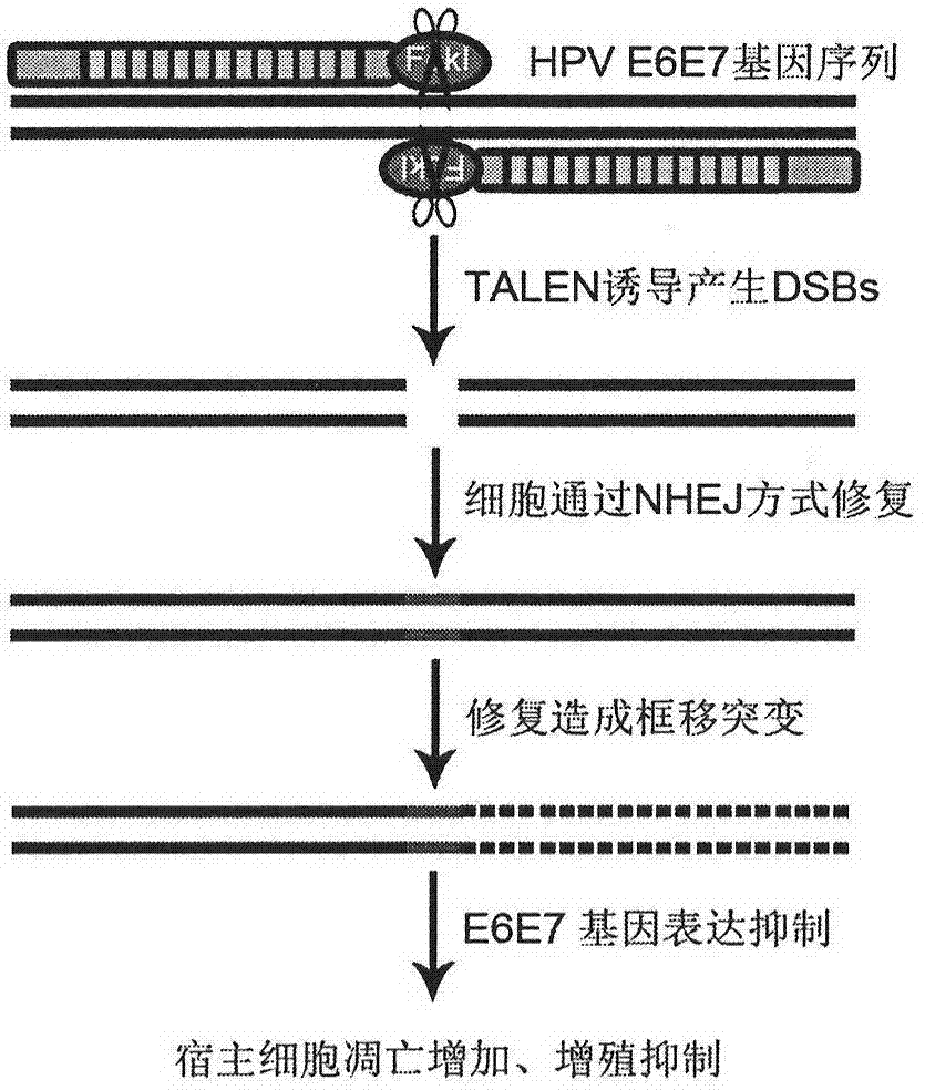 Method for knocking out HPV (human papilloma virus) E6E7 oncogene by use of TALEN (transcription activator-like effector nuclease)