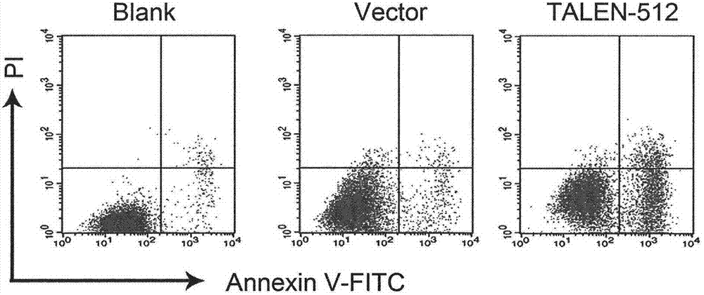 Method for knocking out HPV (human papilloma virus) E6E7 oncogene by use of TALEN (transcription activator-like effector nuclease)