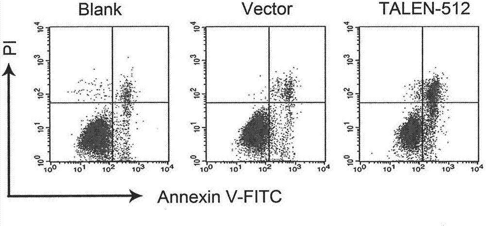 Method for knocking out HPV (human papilloma virus) E6E7 oncogene by use of TALEN (transcription activator-like effector nuclease)