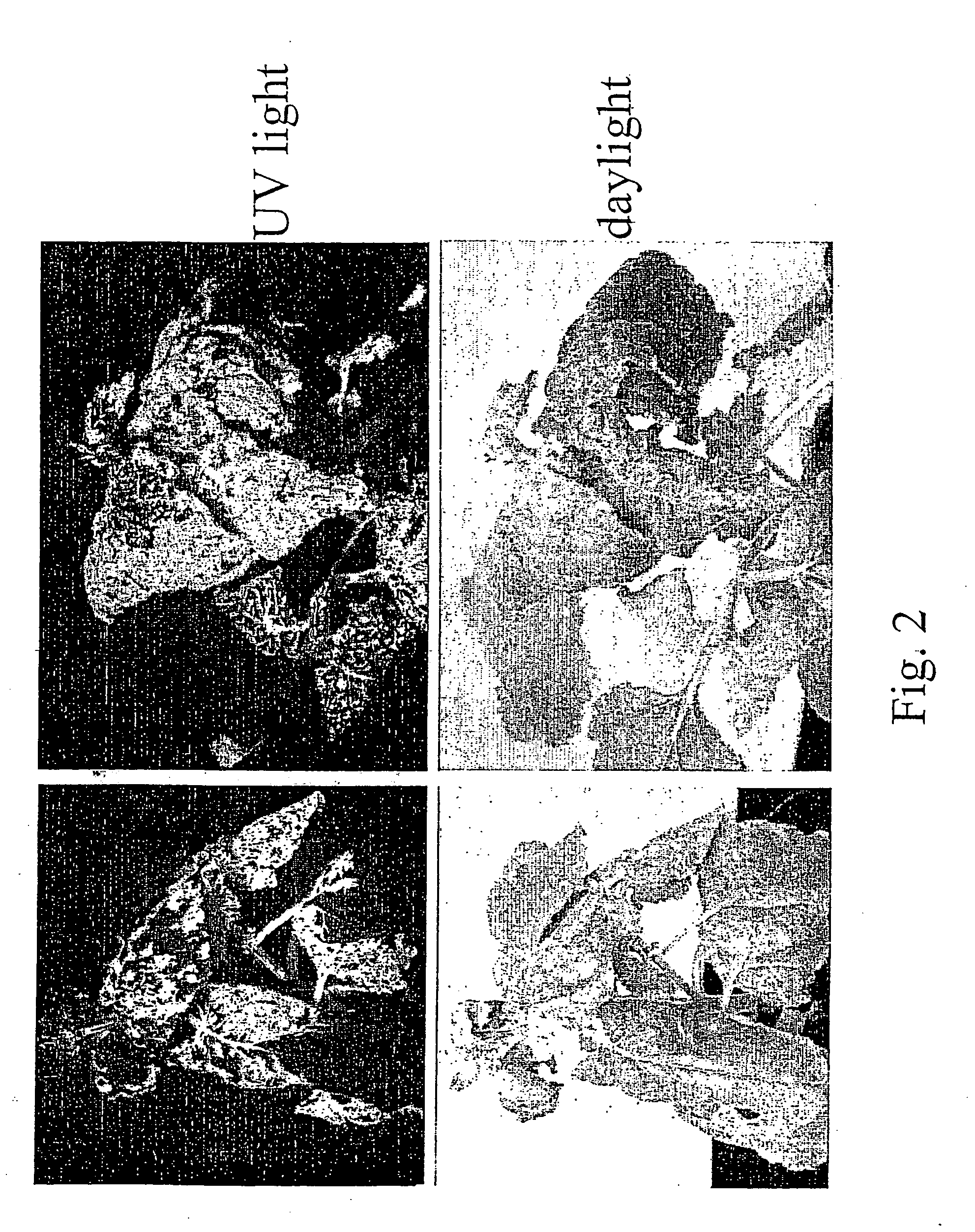 Two-Component Rna Virus-Derived Plant Expression System