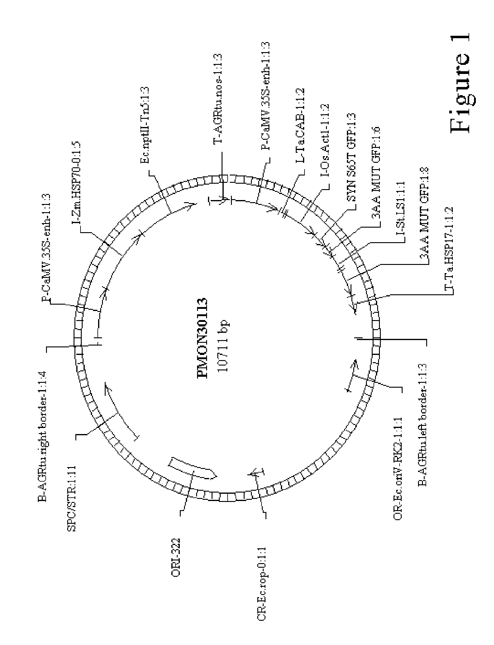 Method for agrobacterium transformation for dihaploid corn plants