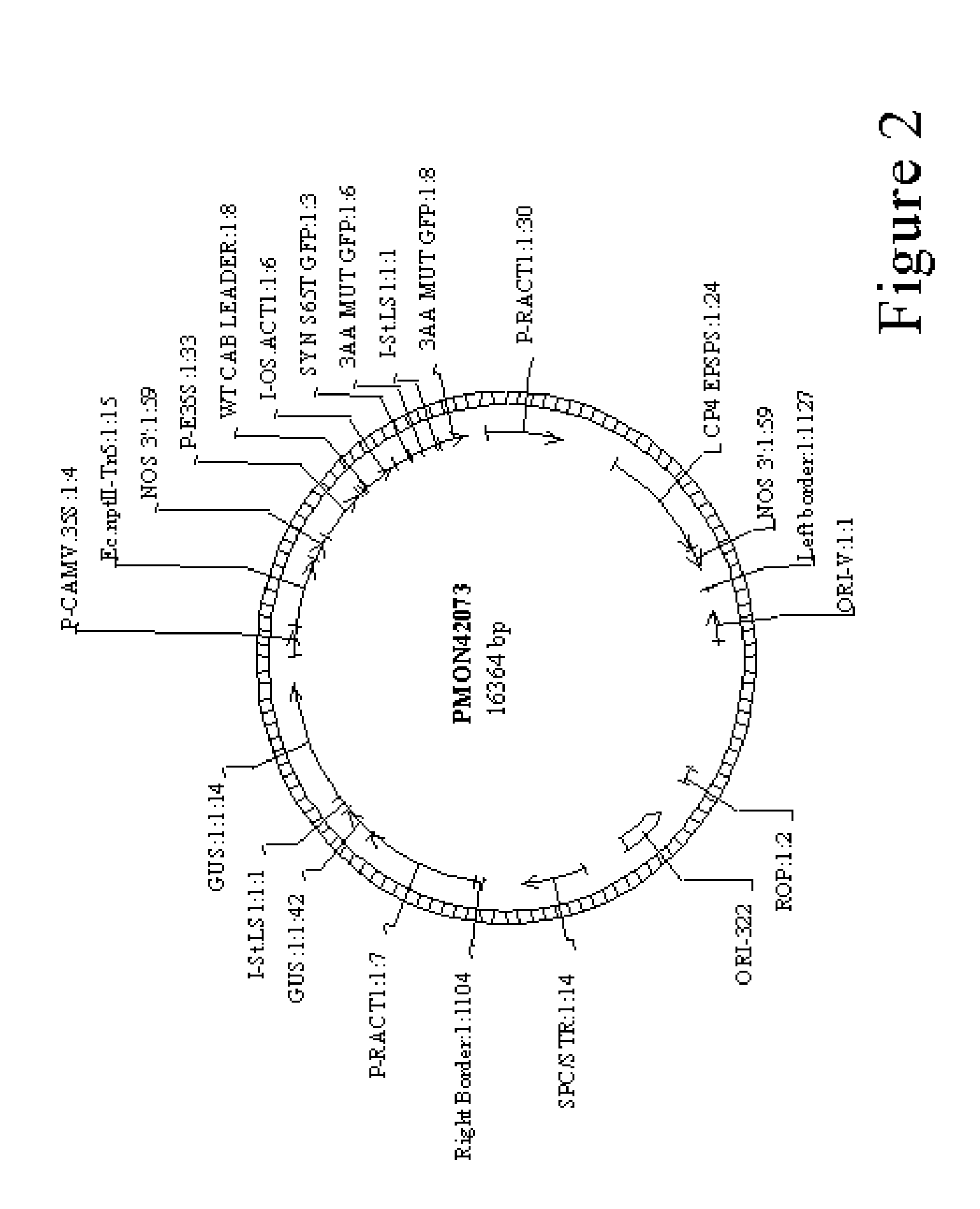 Method for agrobacterium transformation for dihaploid corn plants