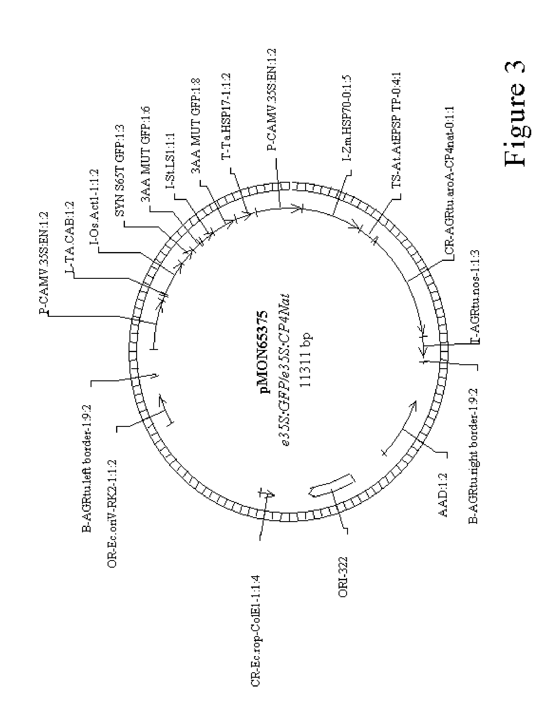 Method for agrobacterium transformation for dihaploid corn plants