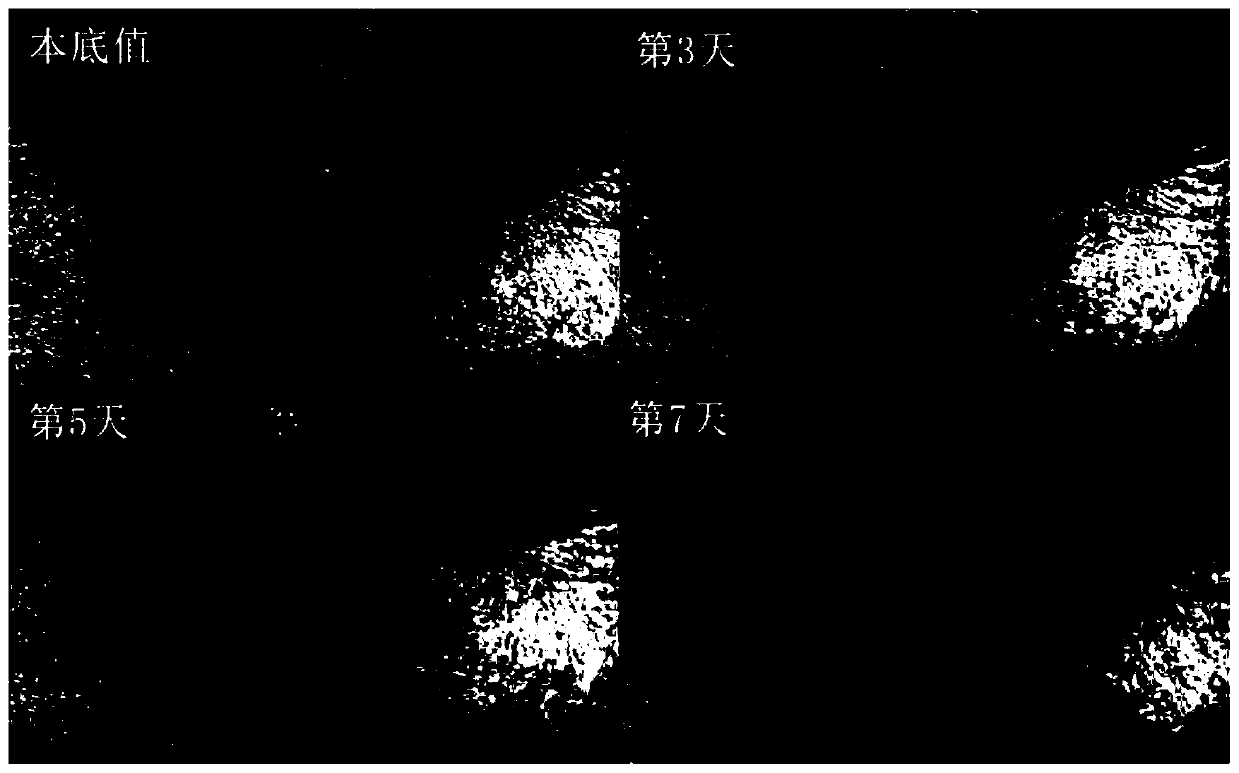 Anti-wrinkle repair eye cream and preparation method thereof