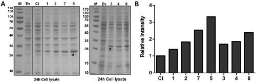 Expression box capable of efficiently achieving secretory expression of human FGF21 protein and application of expression box