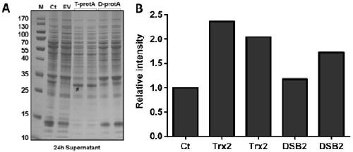 Expression box capable of efficiently achieving secretory expression of human FGF21 protein and application of expression box