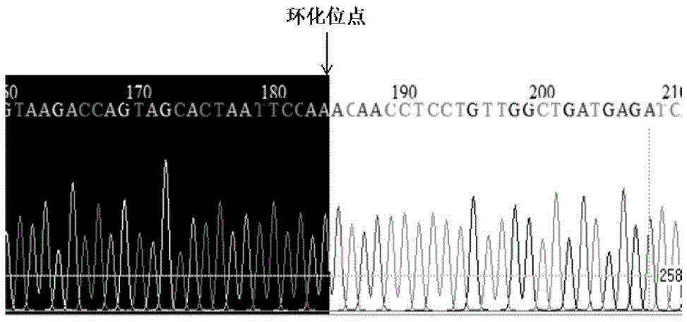 Biomarker for detecting occlusion or stenosis of coronary artery and preparation method thereof, and reagent kit containing biomarker