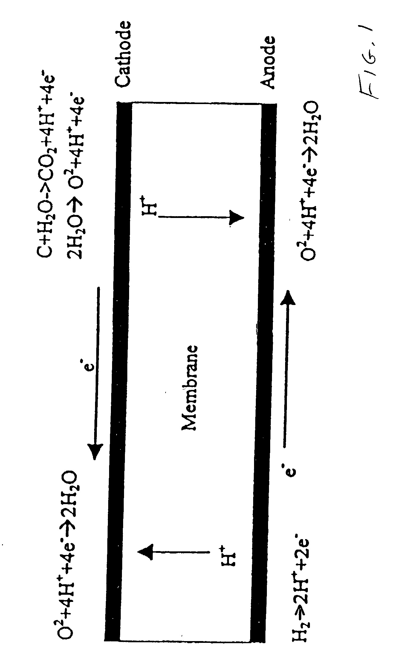 Reducing fuel cell cathode potential during startup and shutdown