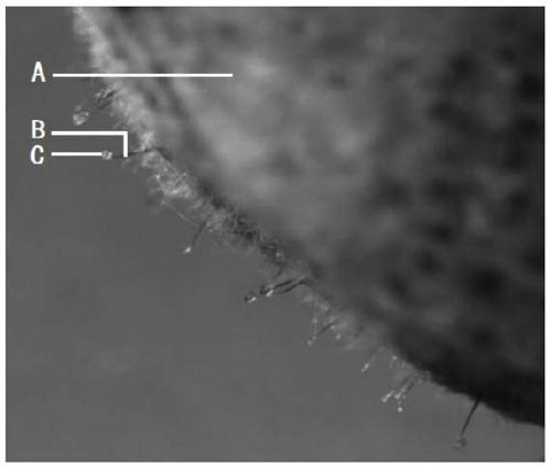 A method for isolating the long beaker fungus from soil