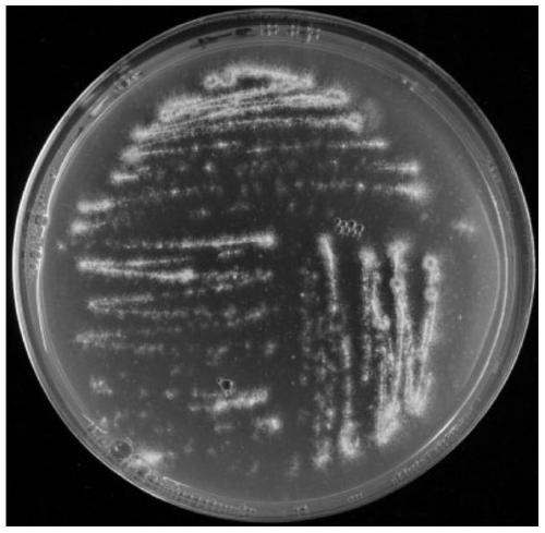 A method for isolating the long beaker fungus from soil