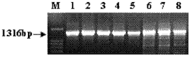 Plant tissue specific expression promoter and application of plant tissue specific expression promoter