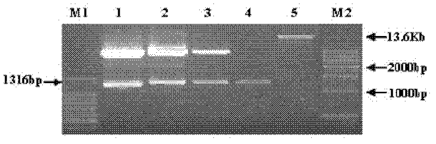 Plant tissue specific expression promoter and application of plant tissue specific expression promoter