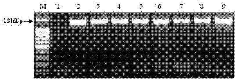 Plant tissue specific expression promoter and application of plant tissue specific expression promoter