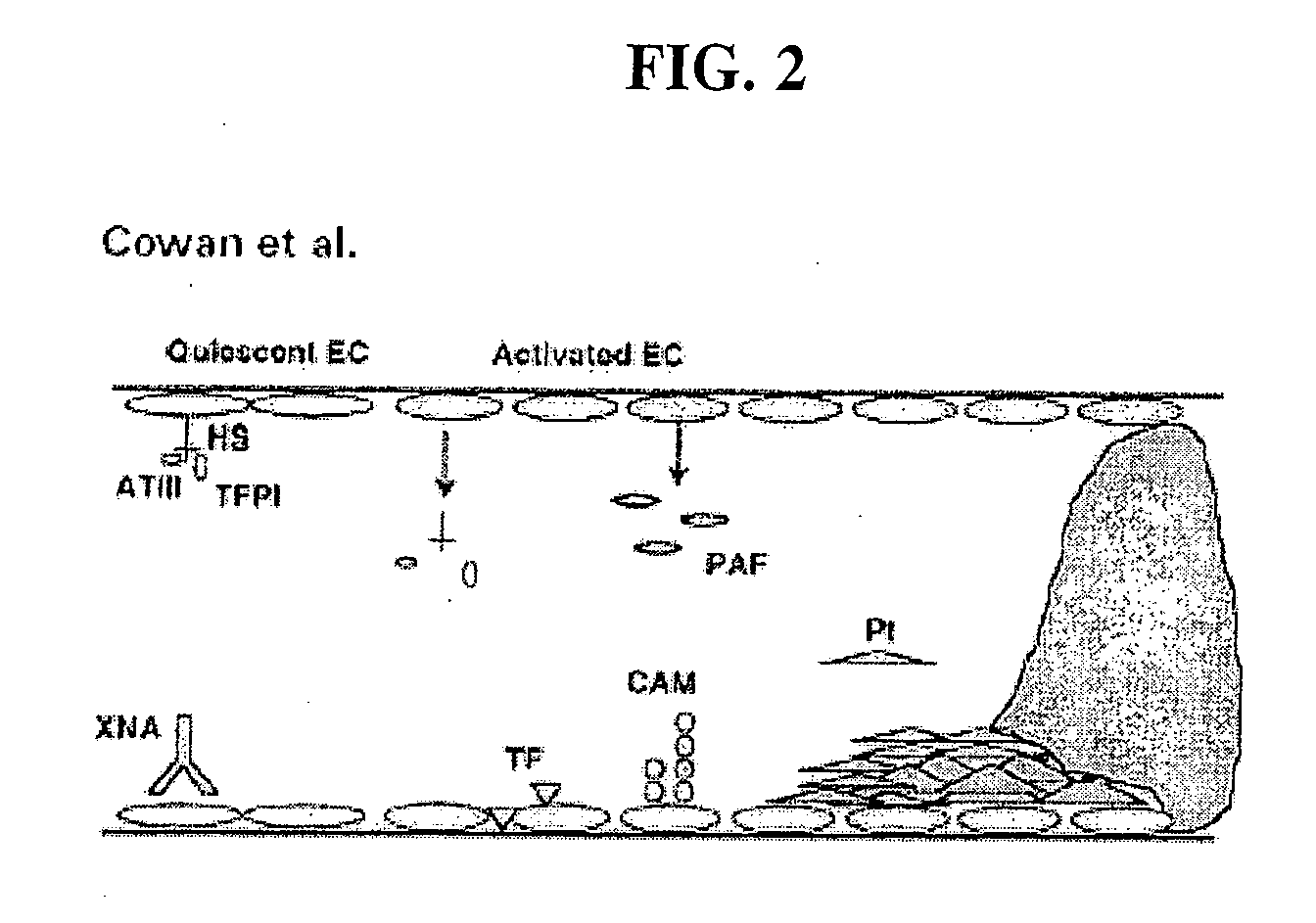 Methods of reducing the incidence of rejection in tissue transplantation through the use of recombinant human antithrombin