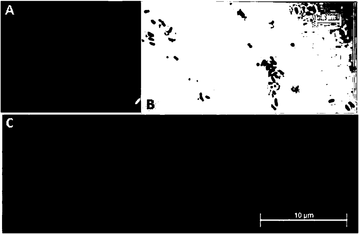 Growth promotion endophytes for astragalus membranaceus and growth promotion method and application thereof