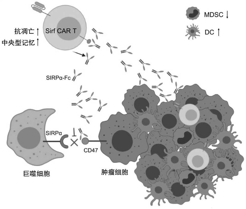 Fusion protein containing chimeric antigen receptor and application of fusion protein