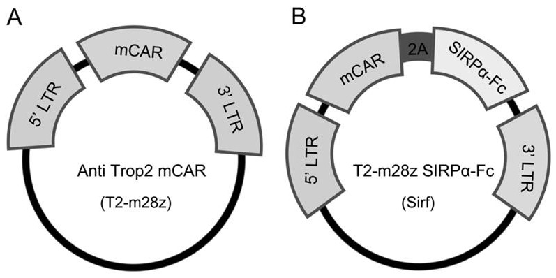 Fusion protein containing chimeric antigen receptor and application of fusion protein