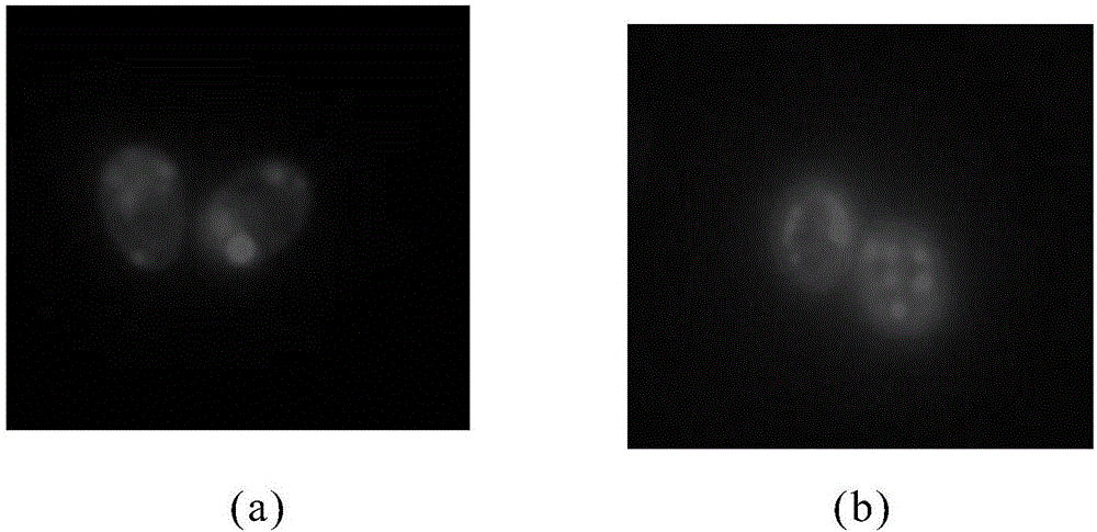 Method for promoting synthesis of microalgae oil by low frequency and low intensity ultrasound