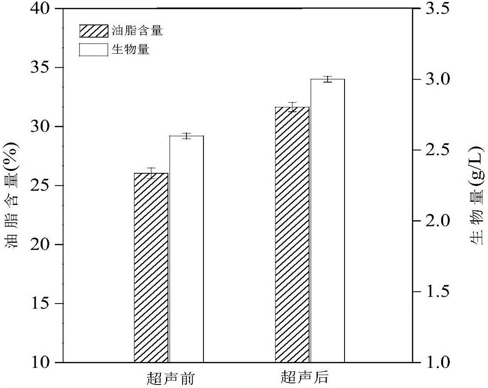 Method for promoting synthesis of microalgae oil by low frequency and low intensity ultrasound