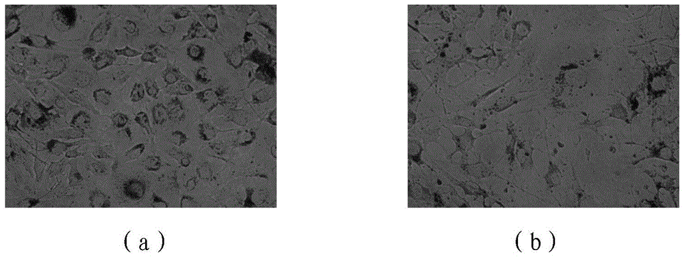 Extracellular polysaccharide high-yielding lactic acid bacterium BL21, and preparation method and application thereof