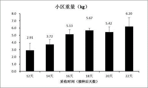 Maize mushroom production method and products