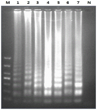 Grass carp reovirus type I type II type III type iii RT-lamp fluorescence detection kit and detection method