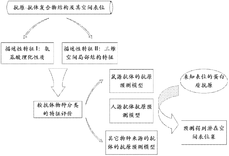 Method for predicting space epitope of protein antigen according to antibody species classification