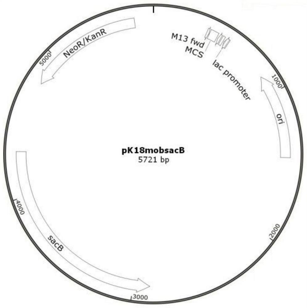 Method for constructing Ectoine producing strain