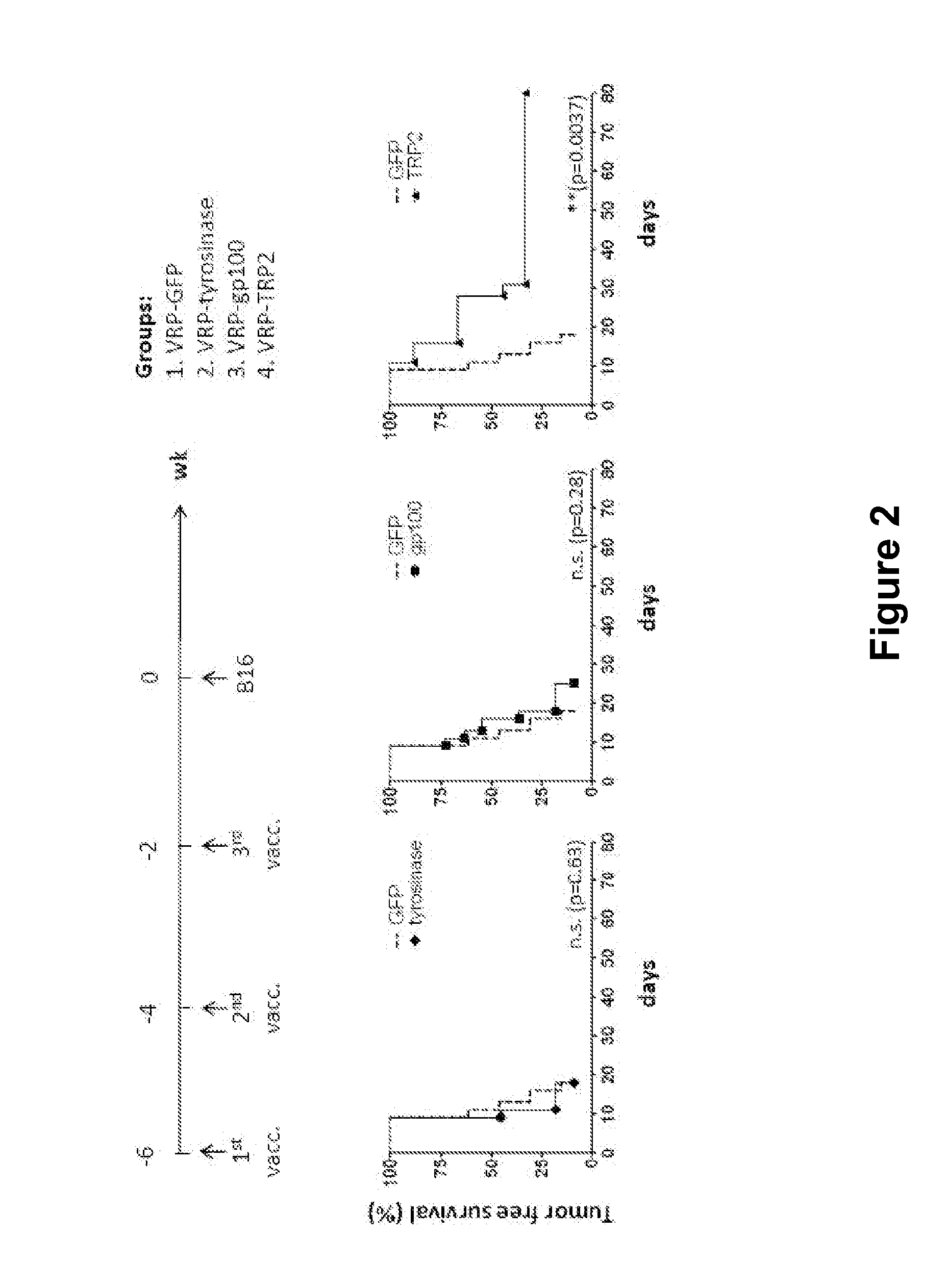 Alphavirus Replicon Particles Expressing TRP2