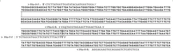 Molecular marker for rice blast resistance gene Pita and application thereof